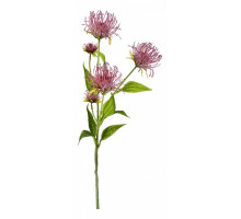 Ветка (74 см) Леукоспермум сердцелистный 21-1002