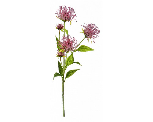 Ветка (74 см) Леукоспермум сердцелистный 21-1002