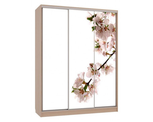 Шкаф-купе Бассо 7-600 яблоня