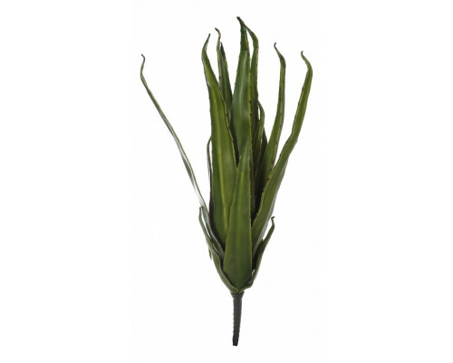 Зелень (50 см) Алоэ 58008200