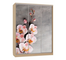 Шкаф-купе Бассо 7-600 78