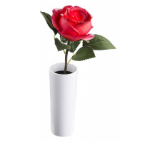 Растение в горшке Globo Orphelia 28021