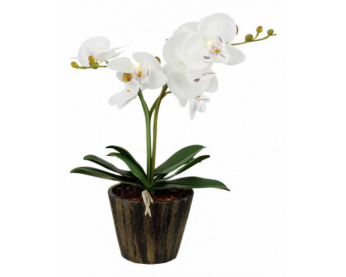 Растение в горшке Globo Flowerpower 28002