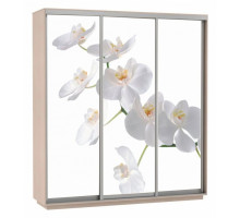 Шкаф-купе Экспресс Фото Трио Орхидея 2400x600x2400